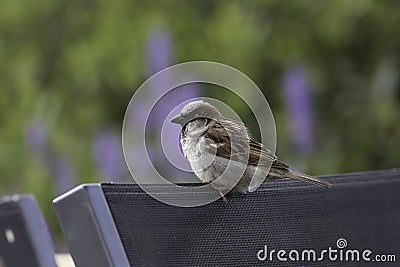 Common garden bird perched on chair. Male house sparrow. Stock Photo