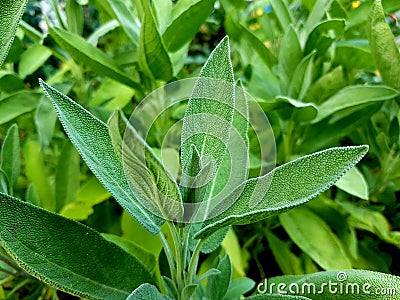 Common garden sage in garden. Fresh herbs. Stock Photo