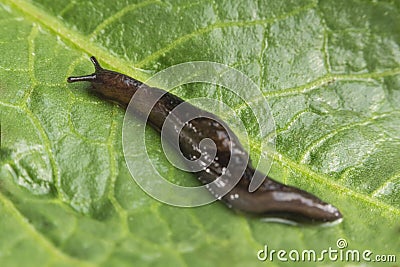 Common Garden Slug Stock Photo