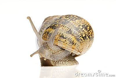 Common Garden Snail Stock Photo