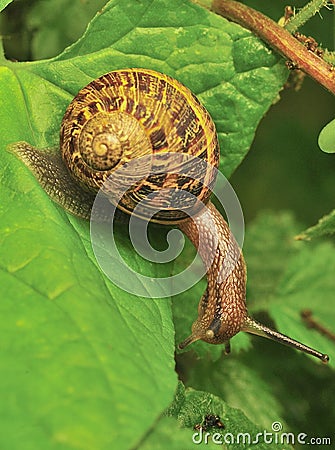 Common Garden Snail (Helix aspersa) Stock Photo