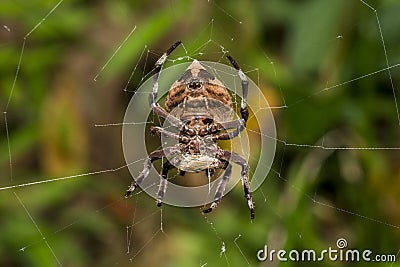 Common Garden Spider eating on cobweb Stock Photo