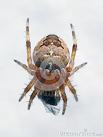 Common Garden Spider eating a fly Stock Photo