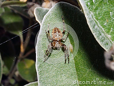 Common Garden Spider with egg sac Stock Photo