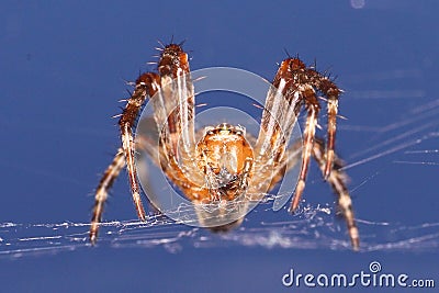 Common Garden Spider - fly's eye view Stock Photo