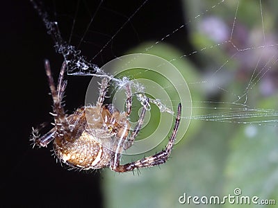 Common Garden Spider - weaving a web Stock Photo