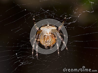 Common Garden Spider Stock Photo