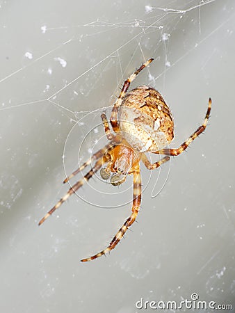 Macro of a Common Garden Spider on a web Stock Photo