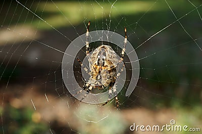 Common Garden Spider Stock Photo