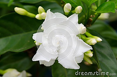 Common gardenia Stock Photo