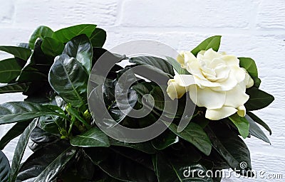 Common Gardenia Flower Stock Photo