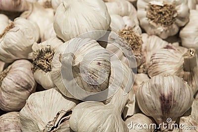 Common Garlic, Allium ,Garlic, Allium sativum L. Stock Photo