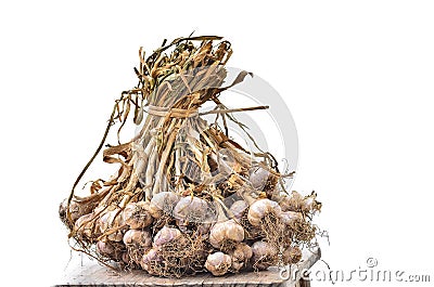 Common Garlic Stock Photo