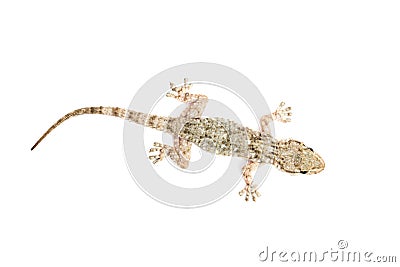 Common gecko Stock Photo