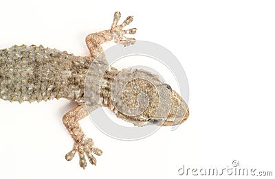 Common gecko Stock Photo