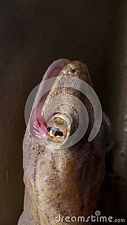 Common Gecko licking his own eyes Stock Photo