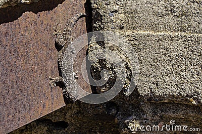 Common gecko wall sunbathing Stock Photo