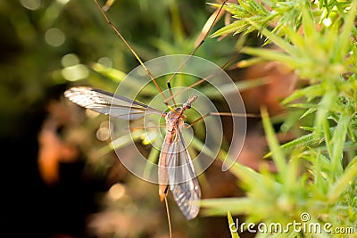 Common giant mosquito Stock Photo