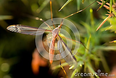 Common giant mosquito Stock Photo