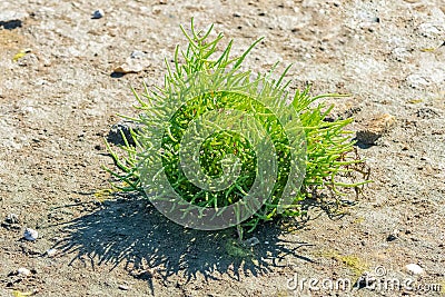 common glasswort Stock Photo