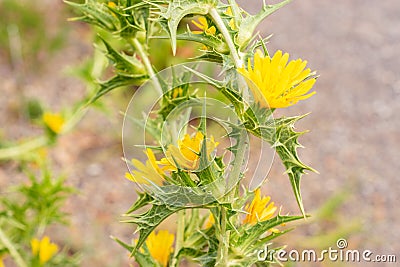 Common golden thistle or Scolymus Hispanicus in Zurich in Switzerland Stock Photo