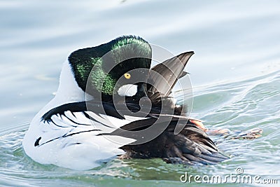 Common Goldeneye Stock Photo