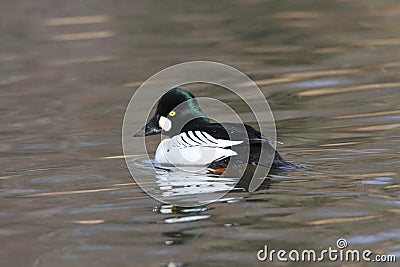 Common Goldeneye Stock Photo