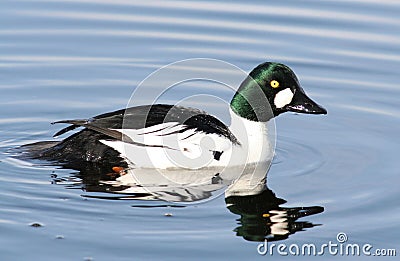 Common Goldeneye Stock Photo