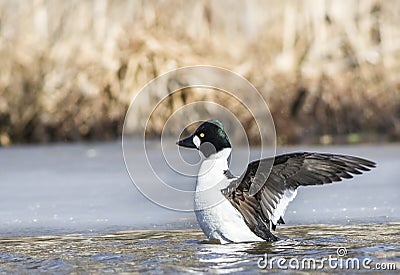 Common Goldeneye waving wings next to icecap in spring time Stock Photo