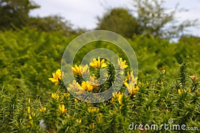 Common gorse Ulex europaeus in Bodmin Moor, United Kingdom Stock Photo