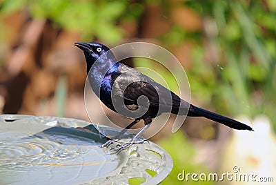 Common Grackle Stock Photo