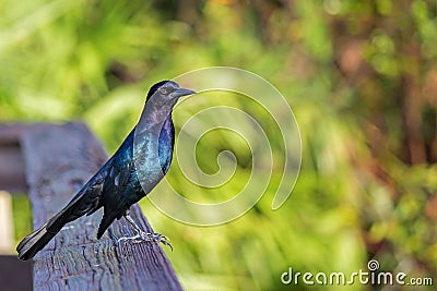 Common Grackle bird on railing Stock Photo