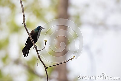 A Common Grackle perched on a branch Stock Photo