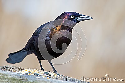 Common Grackle Stock Photo