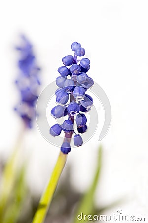 Common grape hyacinth Stock Photo