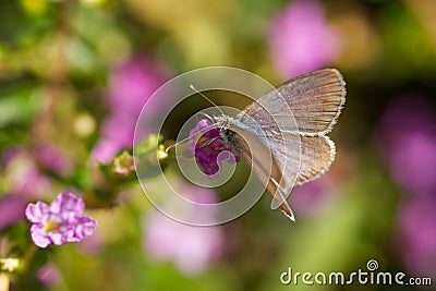 Common grass blue butterfly Stock Photo