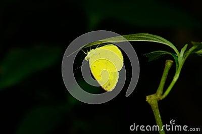 Common Grass Yellow butterfly (Eurema hecabe) Stock Photo