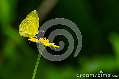Common Grass Yellow butterfly using its probostic to drink nectar from flower Stock Photo