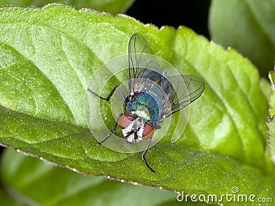 Common green bottle fly Lucilia sericata Stock Photo