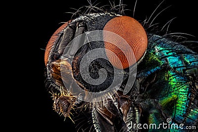 Common green bottle fly Stock Photo