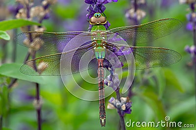 Common Green Darner Dragonfly - Anax junius Stock Photo