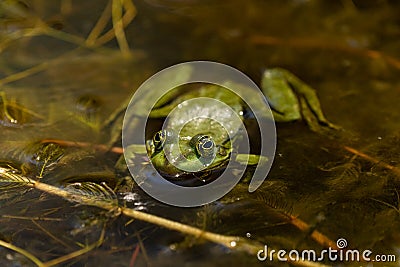The common Green Frog Lake Frog or Water Frog in the water in Stock Photo