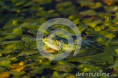 The common Green Frog Lake Frog or Water Frog in the water in Stock Photo