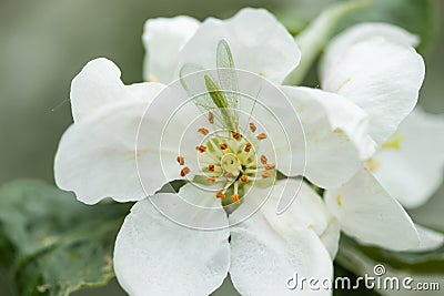 Common green lacewing on apple tree flower, beneficial predator of aphids Stock Photo