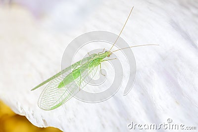 Common green lacewing - Chrysoperla carnea - in their natural habitat Stock Photo