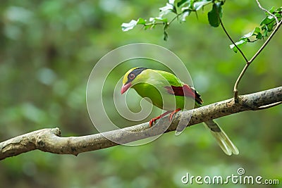 Common green magpie Stock Photo