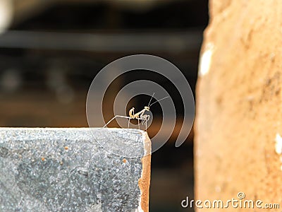 Common Green Mantid Nymph Stock Photo