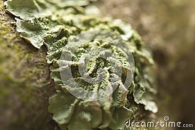 Common Green Shield Lichen Stock Photo