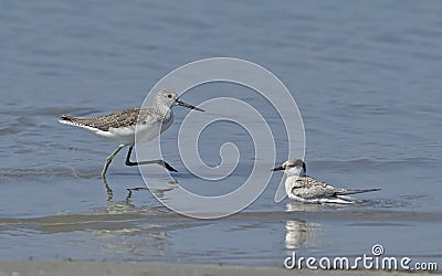 Common Greenshank, Greece Stock Photo