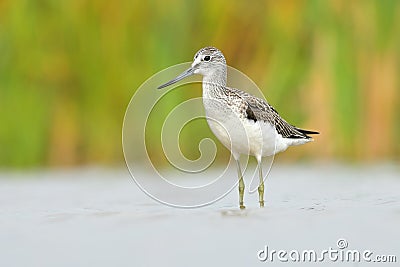 Common greenshank Trnga nebularia bird rain water in pond wetland wading shorebirds waders young nature wildlife cute Stock Photo